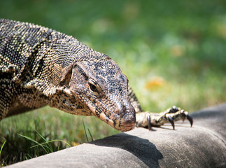 Komodo Dragon - Monitor lizard (Varanus varius), selective focus, blurred background.