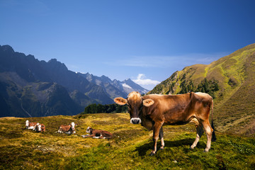 Naklejka premium Kuh/Rind/Alpen/Alm