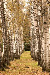 Fototapeta premium Birch grove