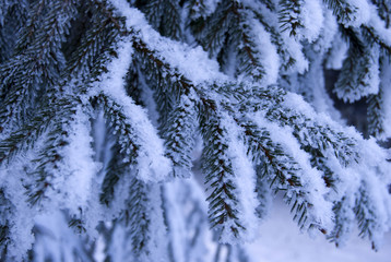 Fir branch in frost
