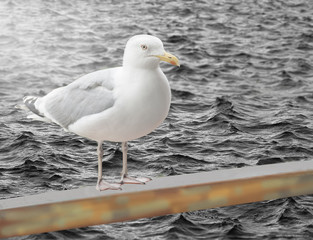 Seagull on sea background 