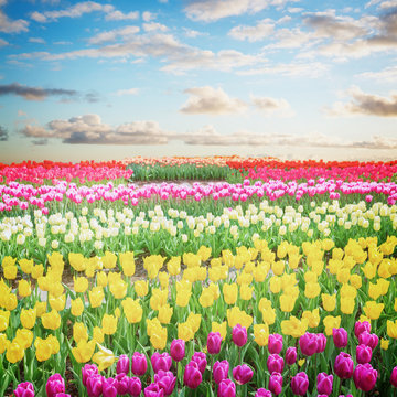 Dutch yellow tulip fields in sunny day