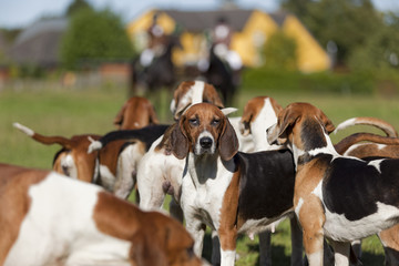 Jagdhunde vor der Schleppjagd