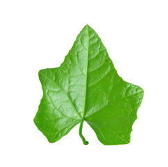 Fototapeta premium Ivy Gourd on white background