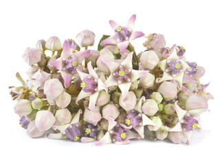 Crown flower on white background ,Thailand