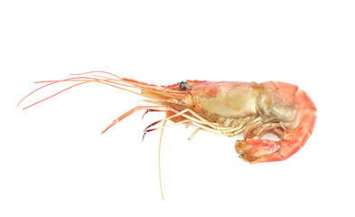 Grilled tiger prawn isolated on white background