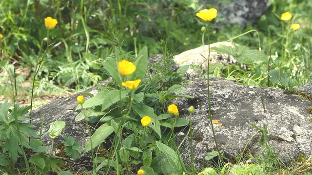 Close up small yellow wild flower