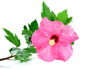 Flowering pink Hibiscus. Isolated on a white