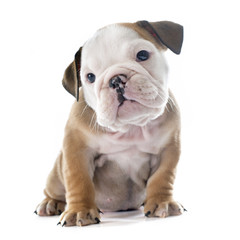 puppy english bulldog
