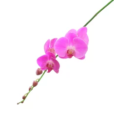 Fotobehang Orchidee Roze orchideebloem, geïsoleerd