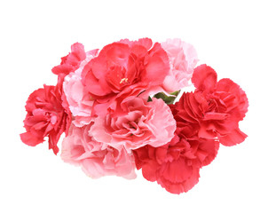 カーネーション