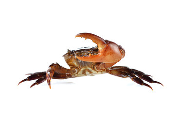 Male field crab on white background