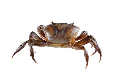 Male field crab on white background