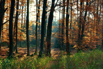 Herbstlicher Buchenwald