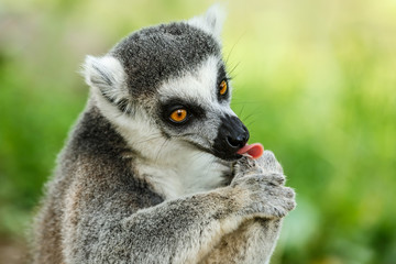 Lovely ring-tailed lemur face close up