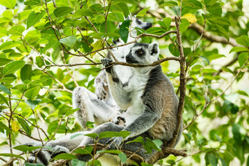 Ring-tailed lemur sleeping in the tree