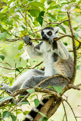 Ring-tailed lemur sleeping in the tree