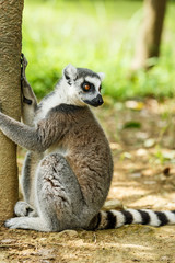 Lovely ring-tailed lemur close up
