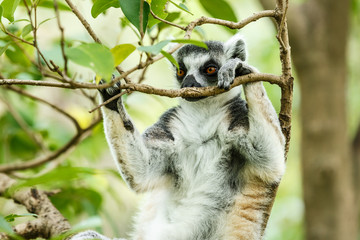 Ring-tailed lemur sleeping in the tree