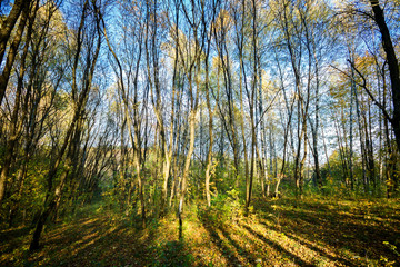 Beautiful autumn forest