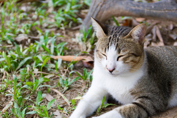 Pussy cat relax in the garden