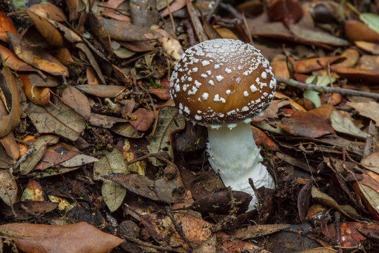 Amanita pantherina. Poisonous mushrooms   in the autumn forest. Shallow depth of field