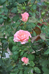 Pink rose flower