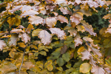 Colorful background of fallen autumn leaves