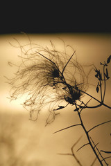 Silhouette of spiny plants on the background of the lake