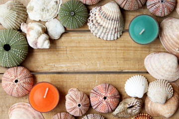 Border design colorful sea urchins and shells with copy space for your text in the middle