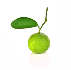 Lemon green leaf on white background