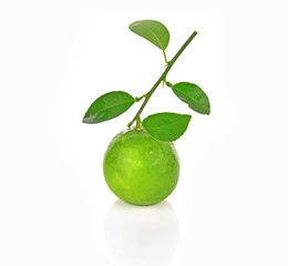 Lemon green leaf on white background