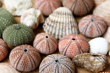 Variety of colorful sea urchins and shells 