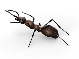 black ant isolated on a white background