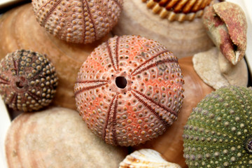 Variety of colorful sea urchins and shells 