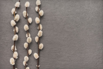 Hintergrund mit Palmkätzchen auf Schieferplatte für Ostern und Frühling