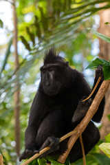 portrait of Celebes crested macaque, Sulawesi, Indonesia