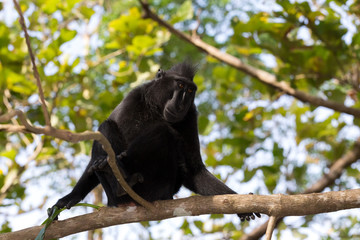 portrait of Celebes crested macaque, Sulawesi, Indonesia