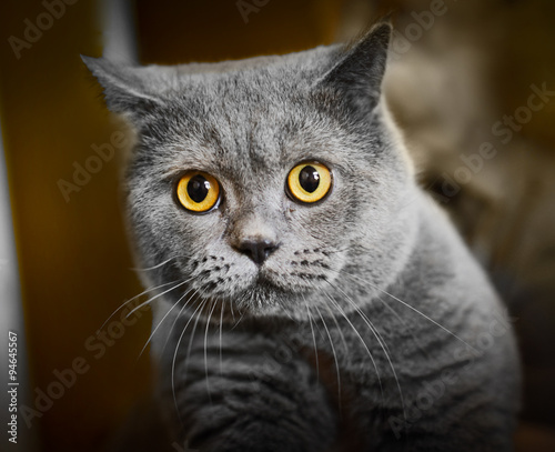 British Shorthair Cat Stock Photo And Royalty Free Images On