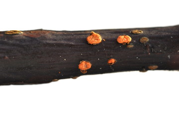 The parasitic fungus Tubercularia vulgaris on a stick