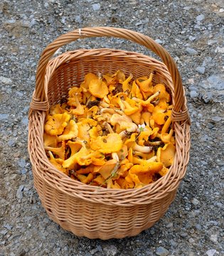 A basket full of chanterelles
