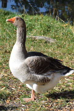 Domestic goose on gras - Hausgans im Gras