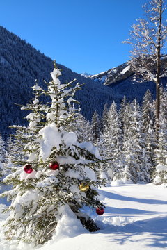 Weihnachtsbaum draussen