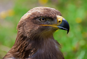 Steppenadler