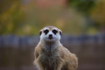 ミーアキャット