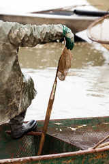 Autumn harvest of carps from fishpond to christmas markets in Czech republic. In Central Europe fish is a traditional part of a Christmas Eve dinner.