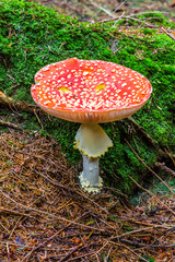 Mushrooms in the woods with autumn colours