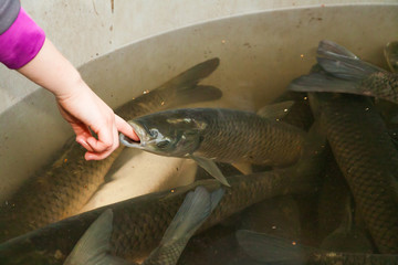 Autumn harvest of carps from fishpond to christmas markets in Czech republic. In Central Europe...