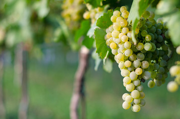 View of vineyard row with bunches of ripe white wine grapes. Wonderful photo with selective focus and space for text.