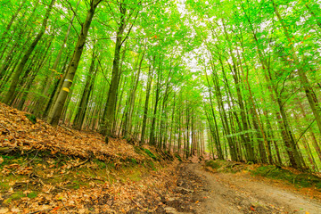Obraz premium Virgin forest in the beginning of autumn, Ceske Svycarsko